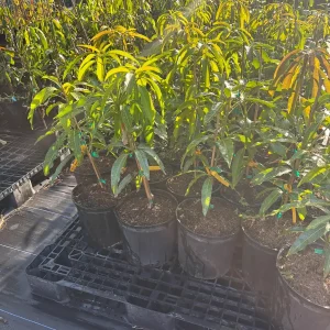 Kesar Mango Tree Live Plant, Grafted Indian Queen Variety, 2ft Tall, 2 Gallon Pot, Tropical Fruit - Image 4