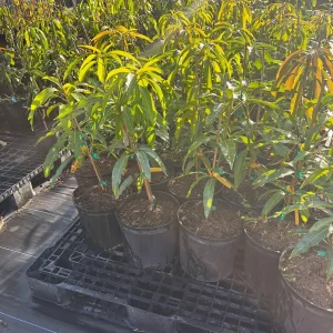 Kesar Mango Tree Live Plant - Grafted Indian Queen Variety - 2ft Tall - 2 Gallon Pot - Fruit Tree - Image 4