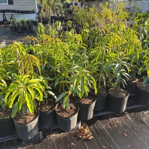 Kesar Mango Tree Live Plant - Grafted Indian Queen Variety - 2ft Tall - 2 Gallon Pot - Fruit Tree - Image 5