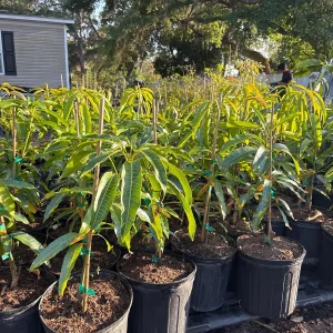 Kesar Mango Tree Live Plant, Grafted Indian Queen Variety, 2ft Tall, 2 Gallon Pot, Tropical Fruit - Image 6