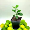 Key Lime Seedlings Live Plant – 3-5 Inches Tall – Grow Your Own Citrus Fruit - Image 1