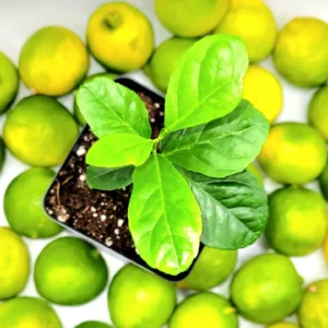 Key Lime Seedlings Live Plant – 3-5 Inches Tall – Grow Your Own Citrus Fruit - Image 2