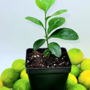 Key Lime Seedlings Live Plant – 3-5 Inches Tall – Grow Your Own Citrus Fruit - Image 3