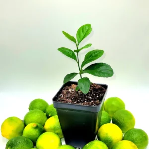 Key Lime Seedlings Live Plant – 3-5 Inches Tall – Grow Your Own Citrus Fruit - Image 1
