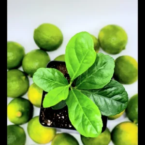 Key Lime Seedlings Live Plant – 3-5 Inches Tall – Grow Your Own Citrus Fruit - Image 6