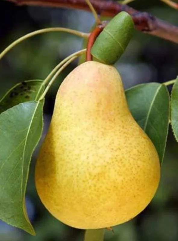 Kieffer Pear Tree - Live Fruit Plant - 2ft Tall - Ship in 3 Gallon Pot - Outdoor - Image 1