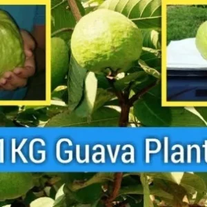 Kilo Guava Tree Live Plant – 2 Feet Tall Airlayered – 3 Gallon Pot - Image 1