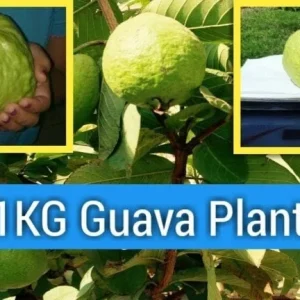 Kilo Guava White Flesh Live Plant – 1-2 ft Tall – 3 Gallon Pot – Fruit Tree - Image 1