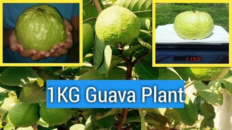 Kilo Guava White Flesh Live Plant – 1-2 ft Tall – 3 Gallon Pot – Fruit Tree - Image 1