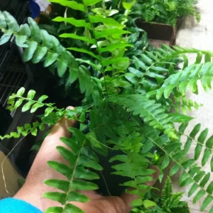 Kimberly Queen Fern Live Plant - 4