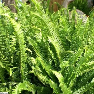 Kimberly Queen Fern Live Plant - 4