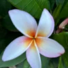 King Kalakaua Plumeria Unrooted Cutting 10-12 in - Tropical Frangipani Plant - Image 2
