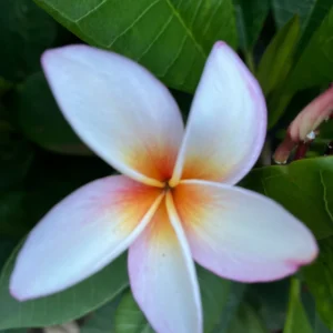 King Kalakaua Plumeria Unrooted Cutting 10-12 in - Tropical Fragrant Plant - Image 2