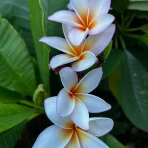 King Kalakaua Plumeria Unrooted Cutting 10-12 in - Tropical Fragrant Plant - Image 3