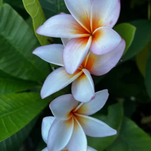 King Kalakaua Plumeria Unrooted Cutting 10-12 in - Tropical Fragrant Plant - Image 1