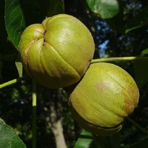 King Nut Hickory Tree Live Plant - 3 ft Tall Carya laciniosa - Outdoor Shade Tree - Image 1