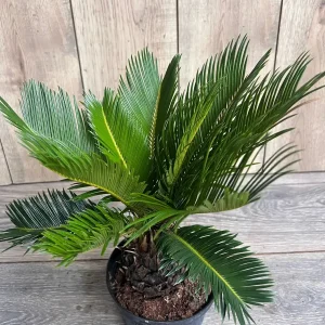 King Sago Palm Live Plant – 6 inch Pot – Exotic Indoor & Outdoor Accent - Image 1
