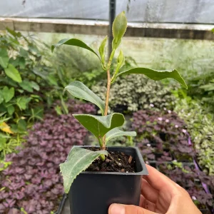 King's Ransom Camellia Live Plant – 4 inch Pot – Soft Pink Blooms – Evergreen Shrub - Image 2