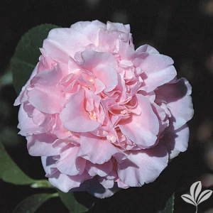 King's Ransom Camellia Live Plant – 4 inch Pot – Soft Pink Blooms – Evergreen Shrub - Image 1