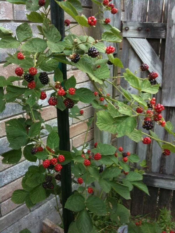Kiowa Blackberry Live Plant - Starter Plug - Low Chill, Large Fruit - Image 4