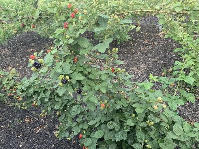 Kiowa Blackberry Live Plant - Starter Plug - Low Chill, Large Fruit - Image 7