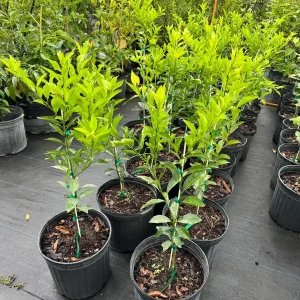 Kishu Seedless Mandarin Tree - Live Plant, 5 Gallon, 3 Feet Tall - Image 4