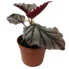 Kismet Begonia Live Plant – 2.5 inch Pot – Ruffled Silver Leaves – Indoor Houseplant - Image 1