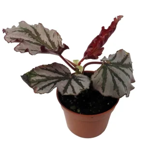 Kismet Begonia Live Plant – 2.5 inch Pot – Ruffled Silver Leaves – Indoor Houseplant - Image 3