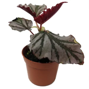 Kismet Begonia Live Plant – 2.5 inch Pot – Ruffled Silver Leaves – Indoor Houseplant - Image 1