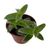 Kitten Ears Plant Live - Cyanotis Somaliensis - 2.5" Pot - Fuzzy Houseplant - Image 1