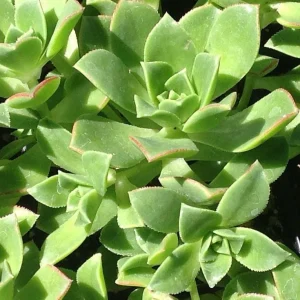 Kiwi Verde Aeonium Succulent Live Plant - 2.5 inch Pot - Indoor/Outdoor - Image 2