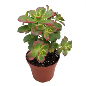 Kiwi Verde Aeonium Succulent Live Plant - 2.5 inch Pot - Indoor/Outdoor - Image 1