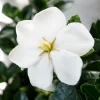 Kleim's Hardy Gardenia Live Plant - 2 Year Old Potted Shrub, Highly Fragrant White Flowers, USDA Zones 7-10 - Image 1