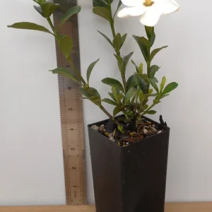 Kleim's Hardy Gardenia Live Plant - 2 Year Old Potted Shrub, Highly Fragrant White Flowers, USDA Zones 7-10 - Image 2
