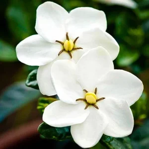 Kleim's Hardy Gardenia Live Plant - 6-10 Inches Tall, Fragrant Evergreen Shrub - Image 4