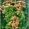 Kohala Longan Live Plant – 1/2 Gallon Pot – Sweet Tropical Fruit Tree - Image 1