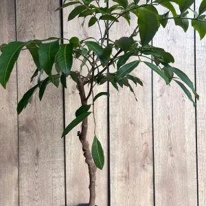 Kohala Longan Live Plant – 1/2 Gallon Pot – Sweet Tropical Fruit Tree - Image 4