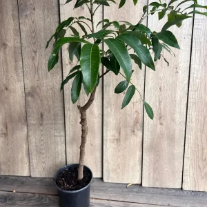 Kohala Longan Live Plant – 1/2 Gallon Pot – Sweet Tropical Fruit Tree - Image 5