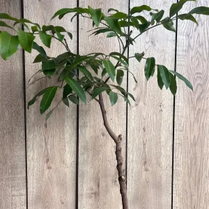 Kohala Longan Live Plant – 1/2 Gallon Pot – Sweet Tropical Fruit Tree - Image 7