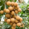 Kohala Longan Live Plant – Sweet Fruit Tree – 4 inch Pot – Outdoor - Image 1