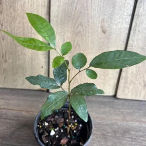 Kohala Longan Live Plant – Sweet Fruit Tree – 4 inch Pot – Outdoor - Image 2