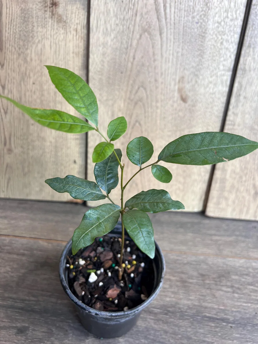 Kohala Longan Live Plant – Sweet Fruit Tree – 4 inch Pot – Outdoor - Image 2