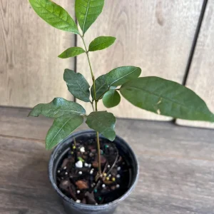 Kohala Longan Live Plant – Sweet Fruit Tree – 4 inch Pot – Outdoor - Image 3