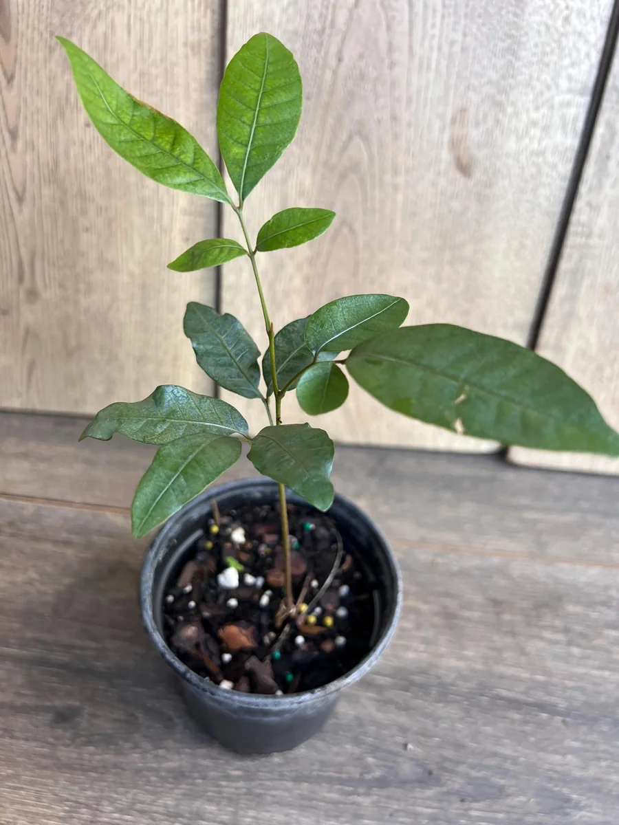 Kohala Longan Live Plant – Sweet Fruit Tree – 4 inch Pot – Outdoor - Image 3