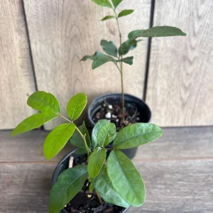 Kohala Longan Live Plant – Sweet Fruit Tree – 4 inch Pot – Outdoor - Image 6