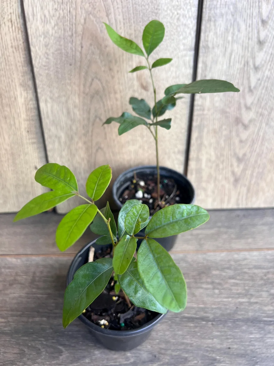 Kohala Longan Live Plant – Sweet Fruit Tree – 4 inch Pot – Outdoor - Image 6