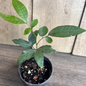 Kohala Longan Live Plant – Sweet Fruit Tree – 4 inch Pot – Outdoor - Image 7