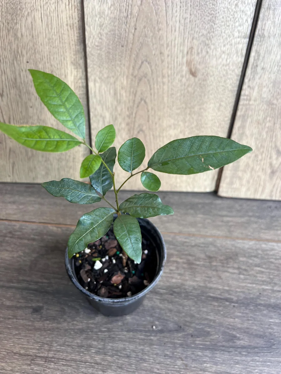 Kohala Longan Live Plant – Sweet Fruit Tree – 4 inch Pot – Outdoor - Image 8