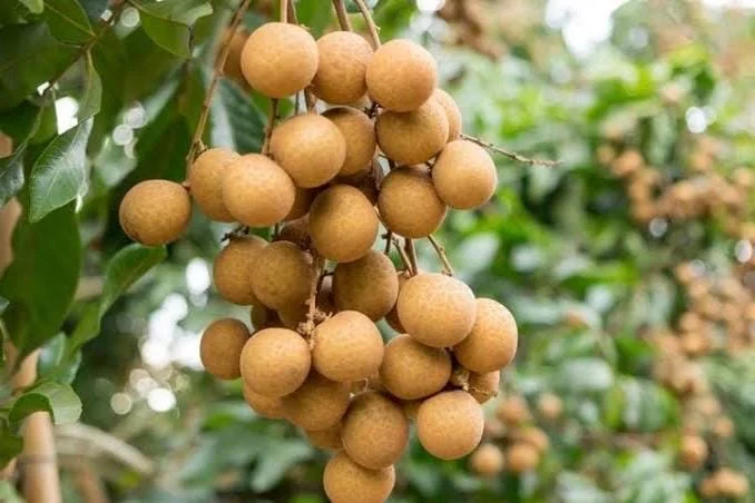 Kohala Longan Live Plant – Sweet Fruit Tree – 4 inch Pot – Outdoor - Image 1