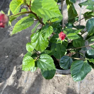 Kona Improve Hibiscus Live Plant – 1ft Tall, 1 Gallon Pot, Puffy Pink Flowers - Image 2